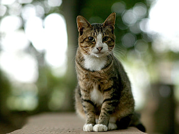 Animals, Glare, Sit, Cat, Muzzle HD wallpaper