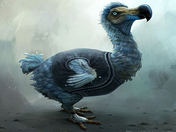 Dodo, animal, artwork, bird, fantasy, extinct, flightless HD wallpaper