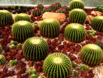 The golden barrel, Cactus HD wallpaper