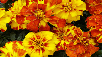 Red Yellow Flowers Petals Green Leaves Plants Flowers HD wallpaper