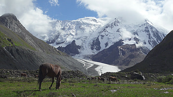 Wild horses, Snowy mountains, Tian Shan, Kyrgyzstan HD wallpaper
