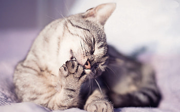 Animals, Cat, Striped, Paw, Washes Away, It's Washed HD wallpaper