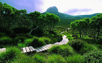 Gangway at the green, hills, landscape, trees, grass, forest HD wallpaper