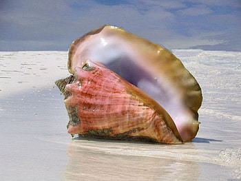 shell, sea, shore, beach HD wallpaper
