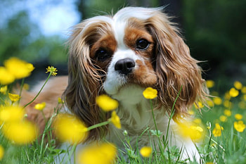 Dog, sweet, animal, dogs, cute, beautiful, puppys, puppy, pretty, animals, lovely HD wallpaper