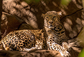 Animals, Cat, Leopard, Predator HD wallpaper