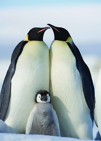 Penguin, Animal , HQ , Stunning visuals HD phone wallpaper