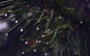 Drops, Plant, Macro, Dark, Moisture HD wallpaper