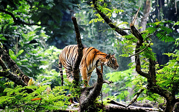 Tiger in Jungle, Disney, Tiger, 2015, movies, Jungle HD wallpaper