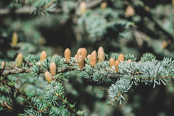 Nature, Cones, Fir, Spruce, Thorns, Prickles HD wallpaper