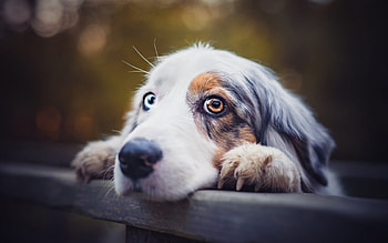 Waiting for you, dog, animal, eyes, cute, border collie, australian shepherd, fence, paw, caine HD wallpaper