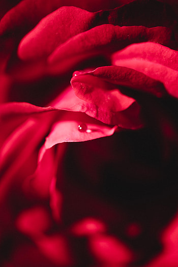 Water, Drops, Macro, Rose Flower, Rose, Petals HD phone wallpaper