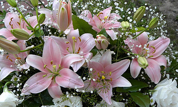 Flowers, Lilies, Bouquet, Gypsophilus, Gipsophile, Buds HD wallpaper