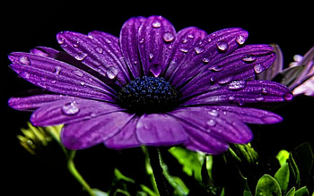 Plants, Flowers, Drops HD wallpaper