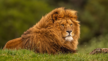 Adult Lion, lion, animals HD wallpaper