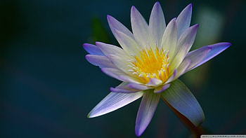Purple Water Lily from Above, Japan, nature, flowers, lily HD wallpaper