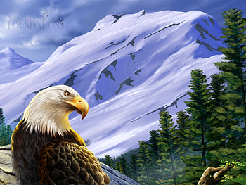 for you trikerider, eagle, bird, gorgeous, beautiful, handsome HD wallpaper