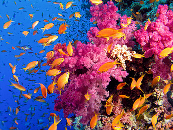 Great Barrier Reef, Tropical underwater color HD wallpaper