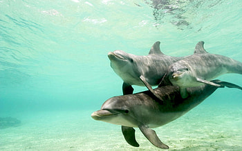 Animals, Dolfins HD wallpaper