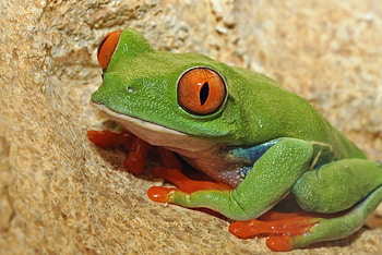 ✿⊱•╮╭•⊰✿, animal, frog, animals, green HD wallpaper