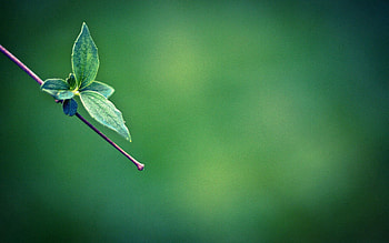 Grass, Leaves, Macro, Branch, Greased, Smeared HD wallpaper
