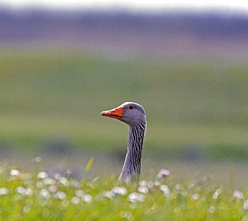 Goose, bird, muzzle HD wallpaper