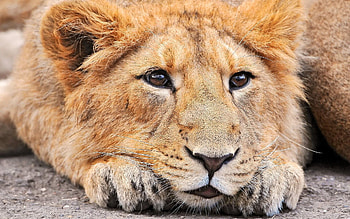 Animals, Muzzle, Lion, Sight, Opinion, Nose, Waiting, Expectation HD wallpaper