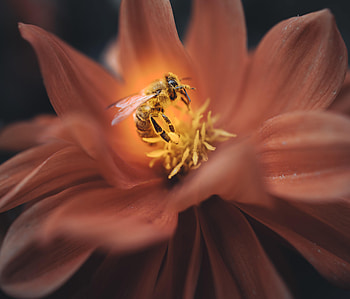 Flower, Macro, Petals, Insect, Bee HD wallpaper