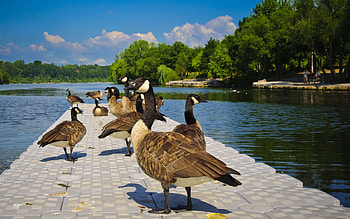 Animals, People, Trees, Ducks, Lake, Sit, Park, Land, Pond, Tile HD wallpaper