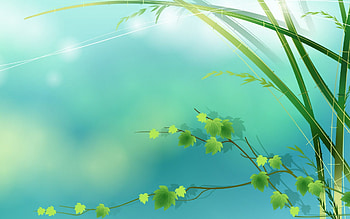 Leaves of Spring, sunshine, new leaves, vines, spring HD wallpaper