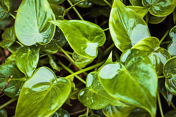 Water, Leaves, Plant, Macro, Wet HD wallpaper