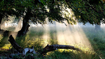 Landscape, Trees HD wallpaper