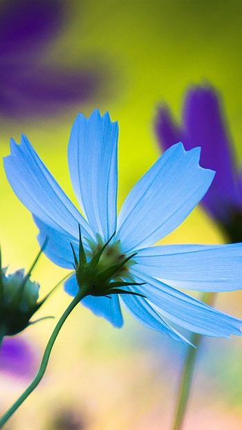 Flower, Blue Flower HD phone wallpaper