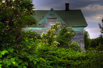 Natures Revenge, trees, nature, house, revenge HD wallpaper