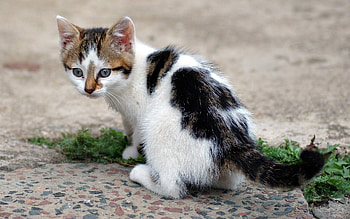 Animals, Kitty, Kitten, Spotted, Spotty, Color, Kid, Tot HD wallpaper