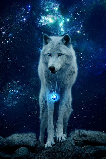 Animals, Predator, Wolf, Wildlife, Glow, Hill, hop HD phone wallpaper
