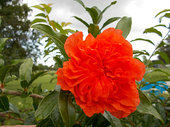 Orange Flower, plant, nature, orange, flower HD wallpaper