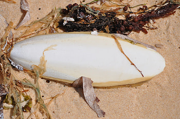 Cuttlefish Bone, Sea weed, Holiday Memory, Floatsam, Shell HD wallpaper