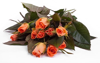 Plants, Flowers, Roses HD wallpaper