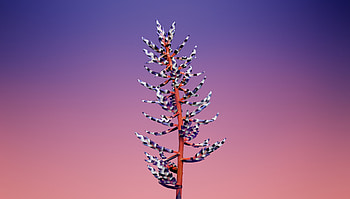 Flower portrait, Mac iOS 11, stock HD wallpaper