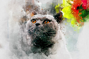 British shorthair, digital art, muzzle HD wallpaper