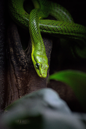 Animals, Wood, Tree, Reptile, Snake, Bark HD phone wallpaper