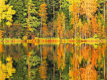 Double forest, colorful, reflection, trees, colors, autumn, water, forest, lake HD wallpaper