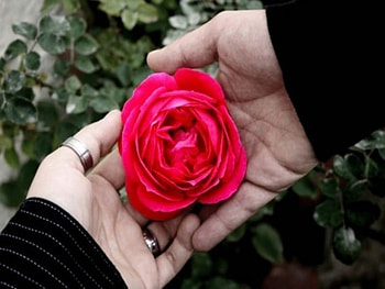 rose, friendship, day, flower HD wallpaper