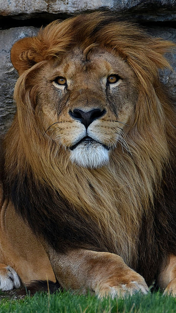 Animal, lion HD phone wallpaper