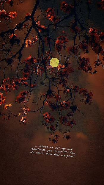 Jelena, sky, midnight, quote, mood, tree, depression HD phone wallpaper