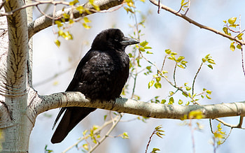 Animals, Bird, Wood, Tree, Branch, Crow HD wallpaper