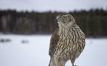 Beak, Animals, Bird, Sight, Opinion HD wallpaper
