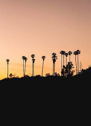 Tree, silhouette, evening, nature HD phone wallpaper