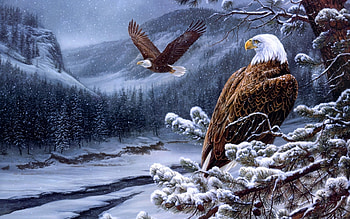 Birds, Snow, , Eagles HD wallpaper